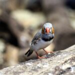 the finch, taeniopygia guttata, amadina, bird, nature, animals, outdoors, feathered race, grey, zebra finch, not man, zebra finch, zebra finch, zebra finch, zebra finch, zebra finch